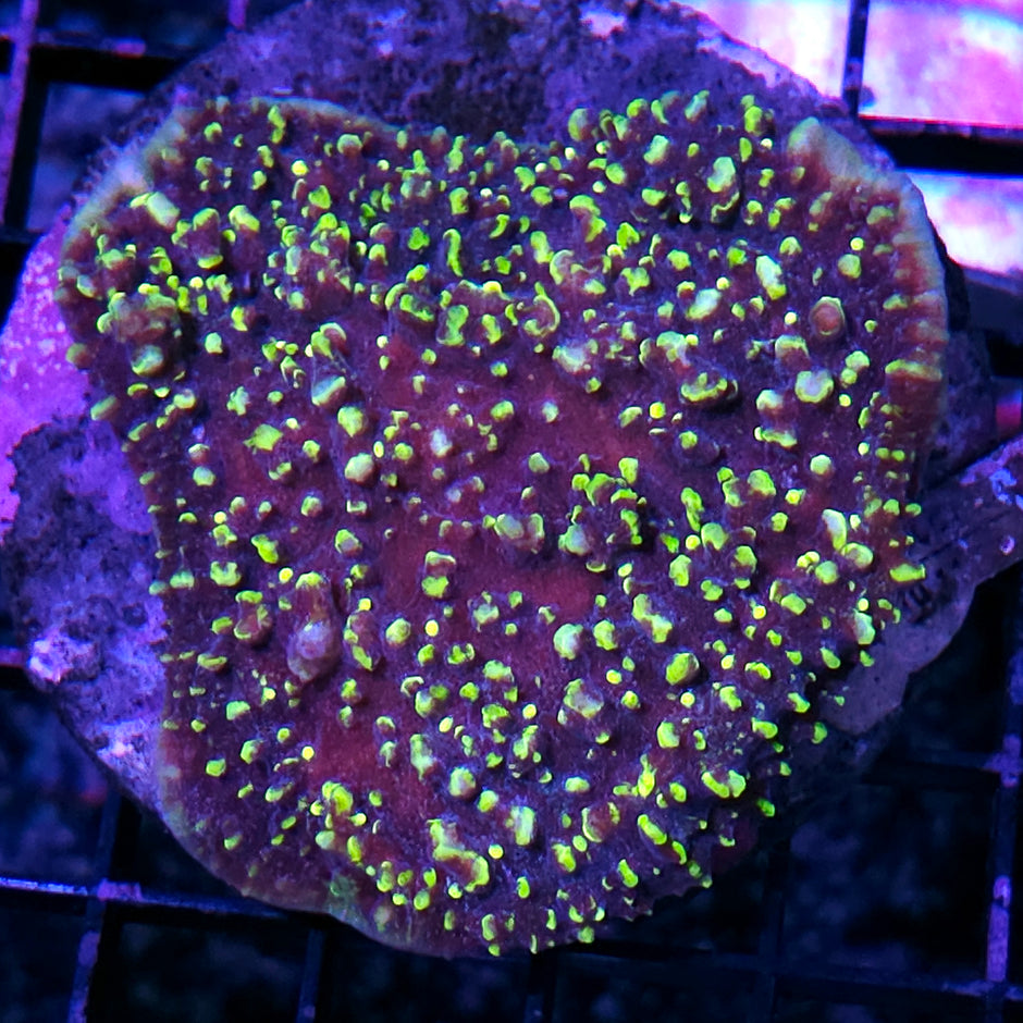 Van Gough Chalice Colony