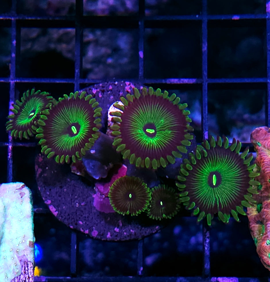 Bruce Banner PE Zoas