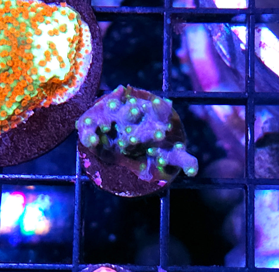 Hotel California Branching Cyphastrea