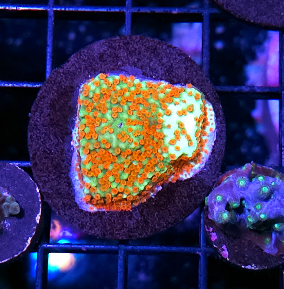 Brush Fires Montipora