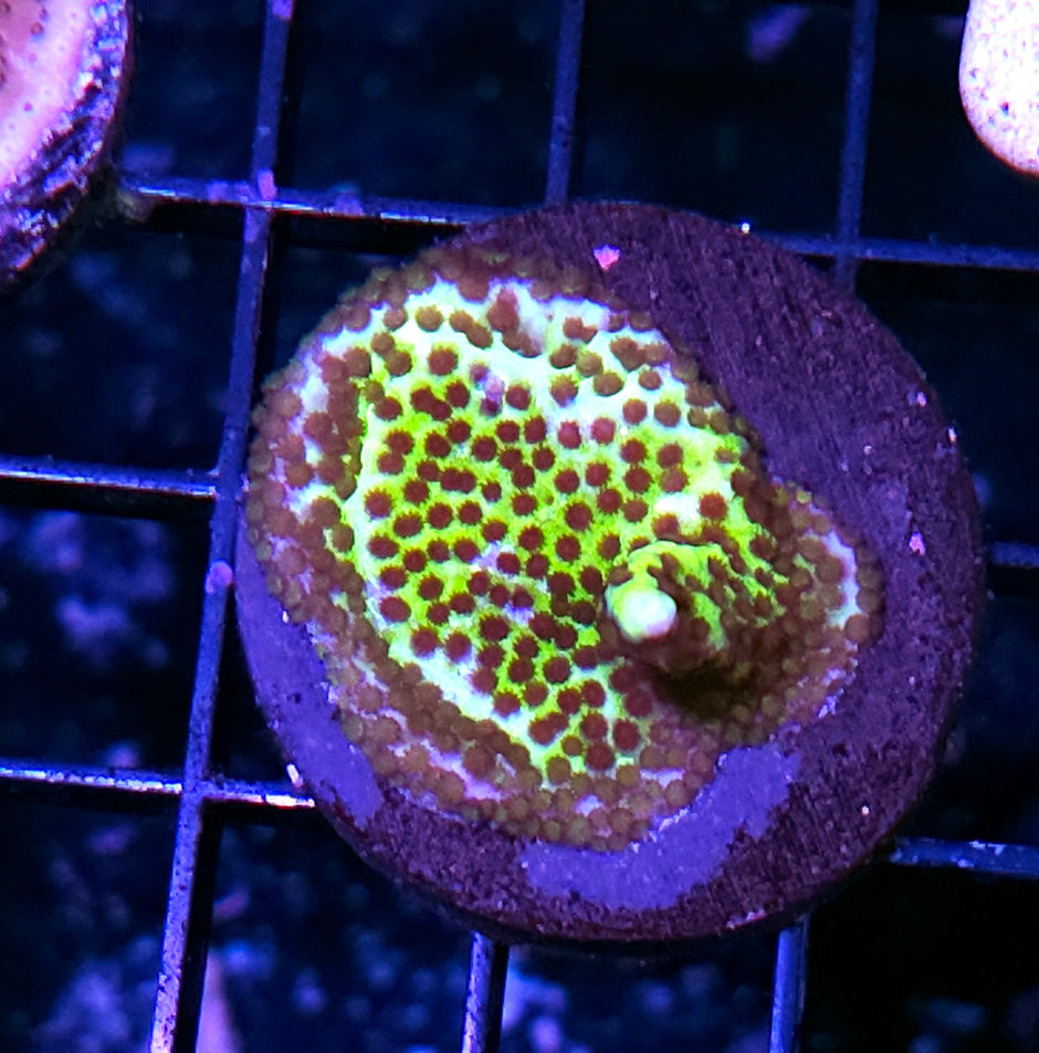 WWC Montipora Spongodes
