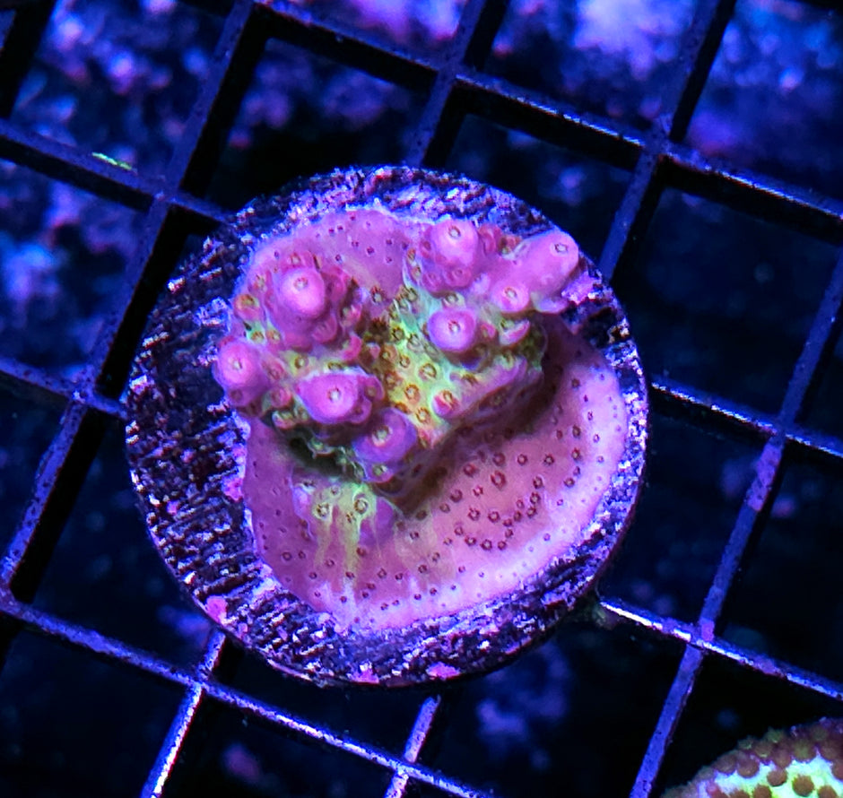 Jasmine Rains Acropora