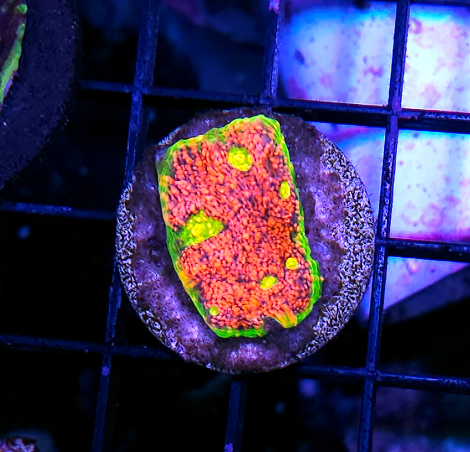 DR Bazooka Joe Watermelon Chalice