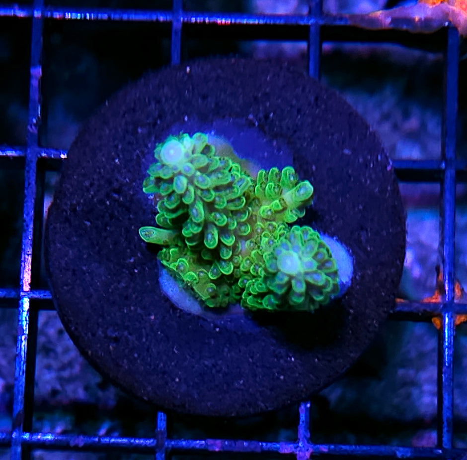 Preying Mantis Acropora