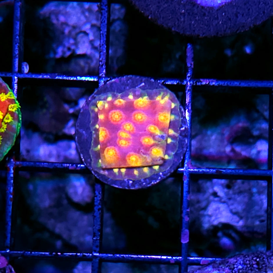 Haileys Comet Cyphastrea