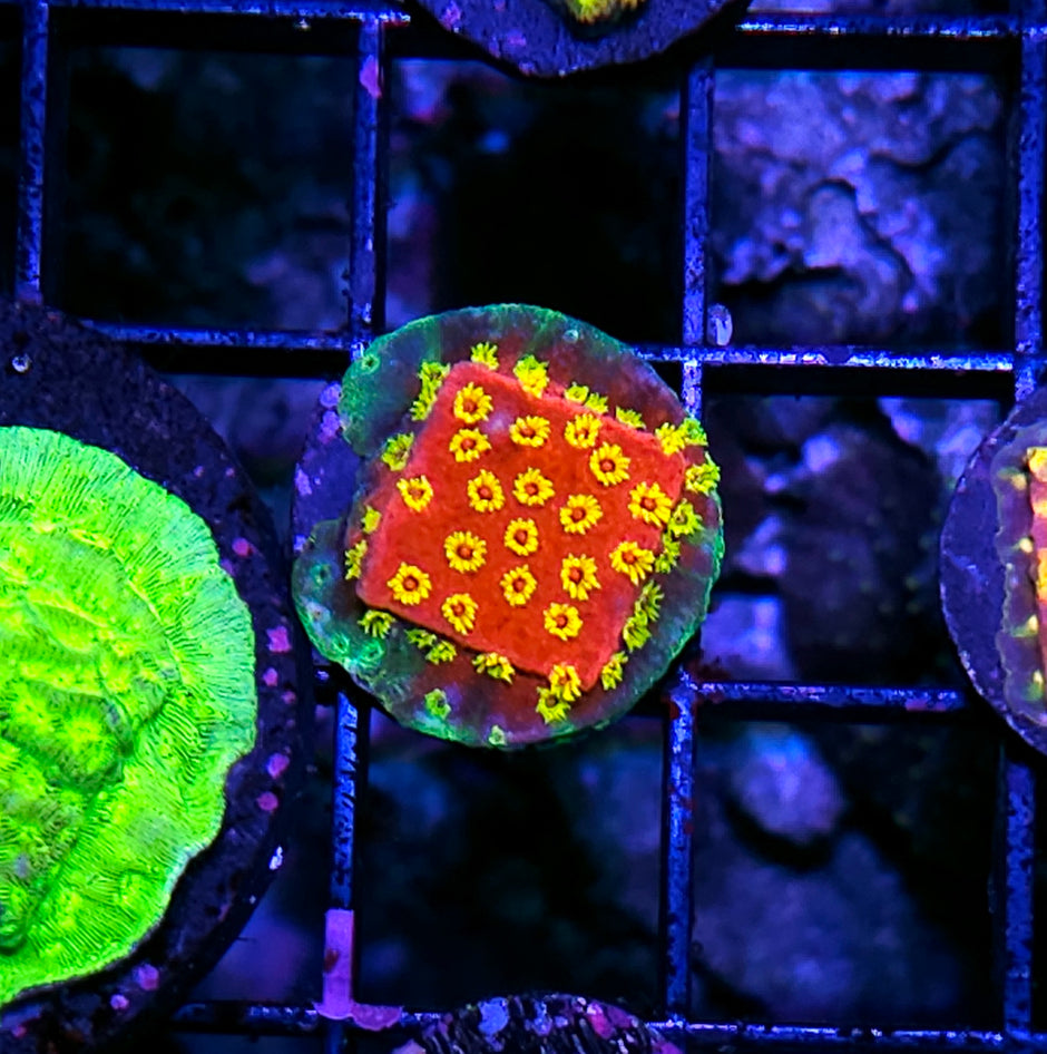 GT Murder Hornet Cyphastrea