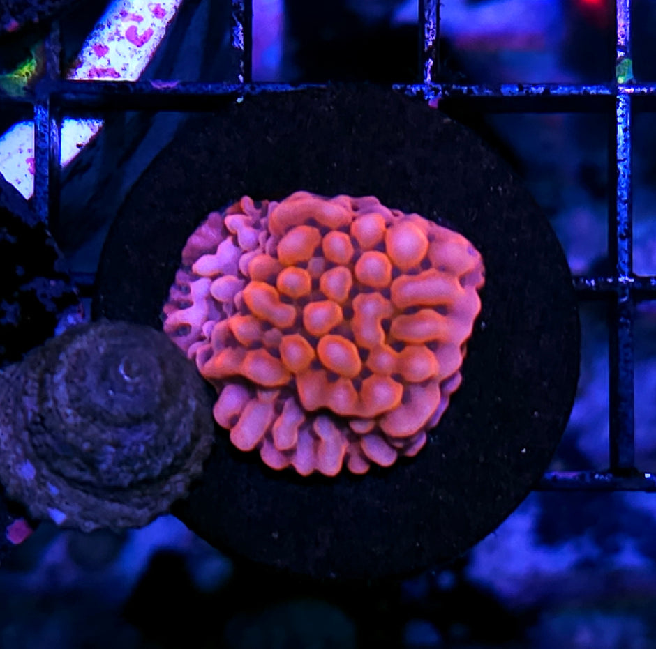 Beach Party Montipora