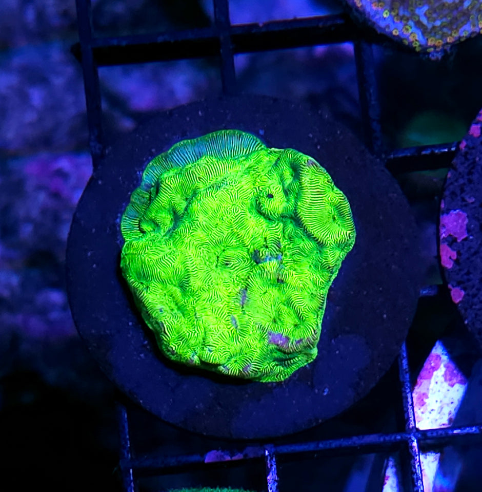 Predators Blood Leptosersis