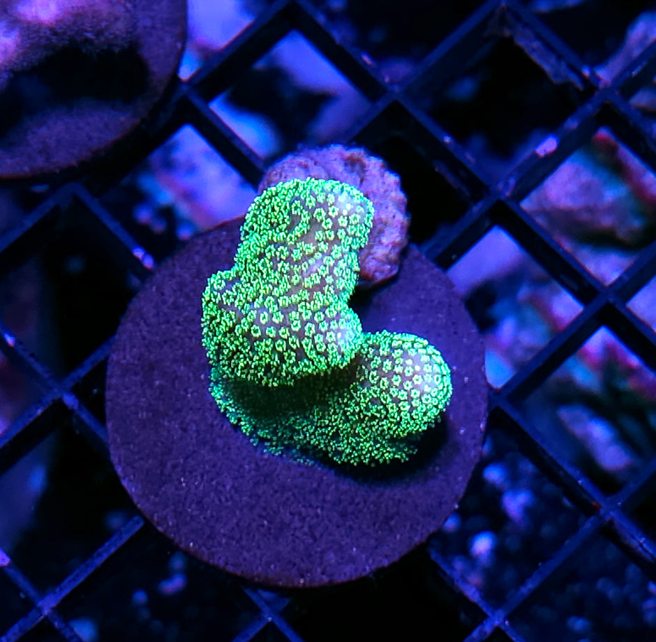 Neon Green Stylophora
