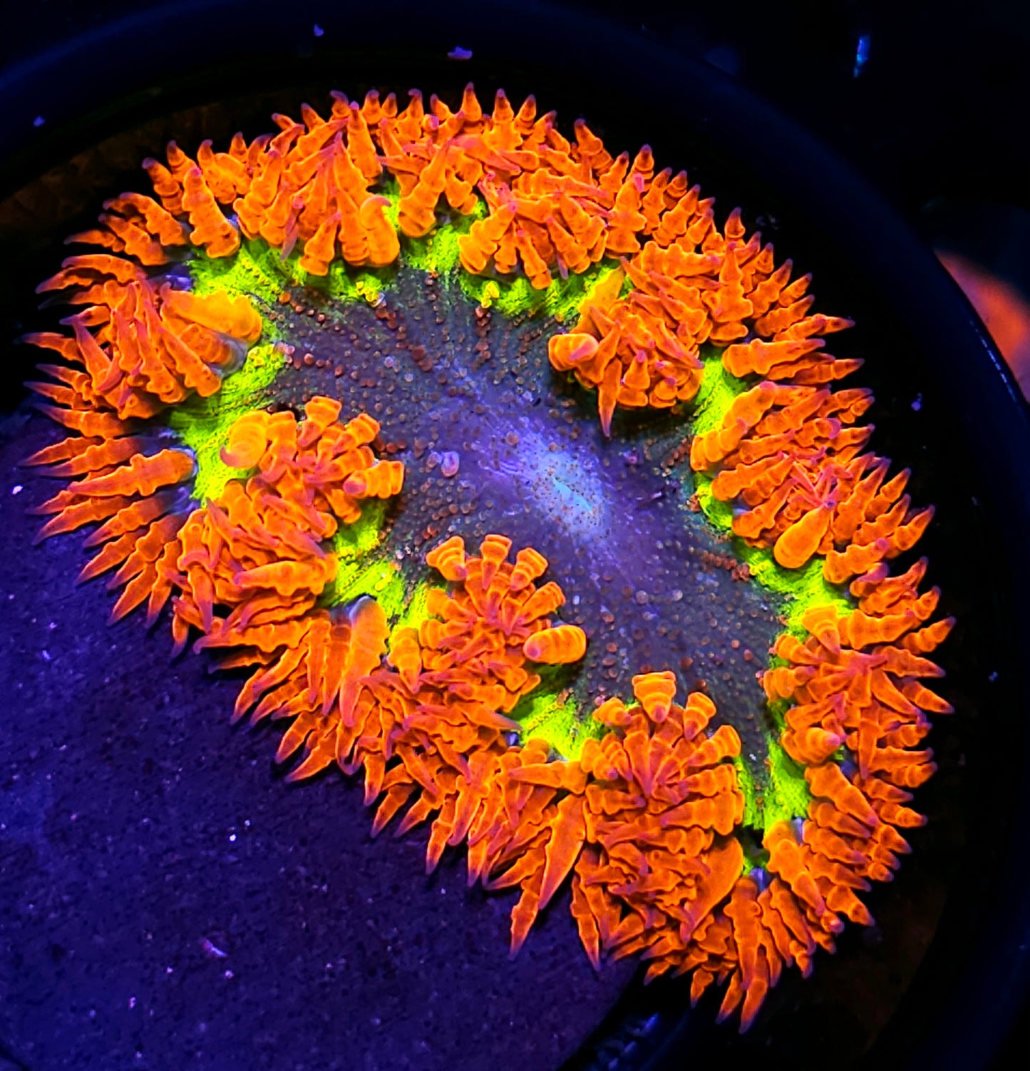 😱Hand Picked Special Flower Anemone