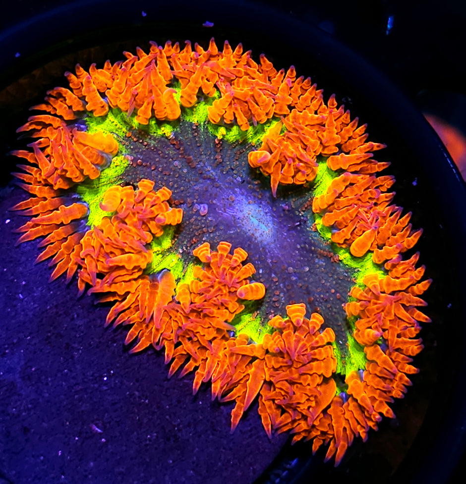 😱Hand Picked Special Flower Anemone