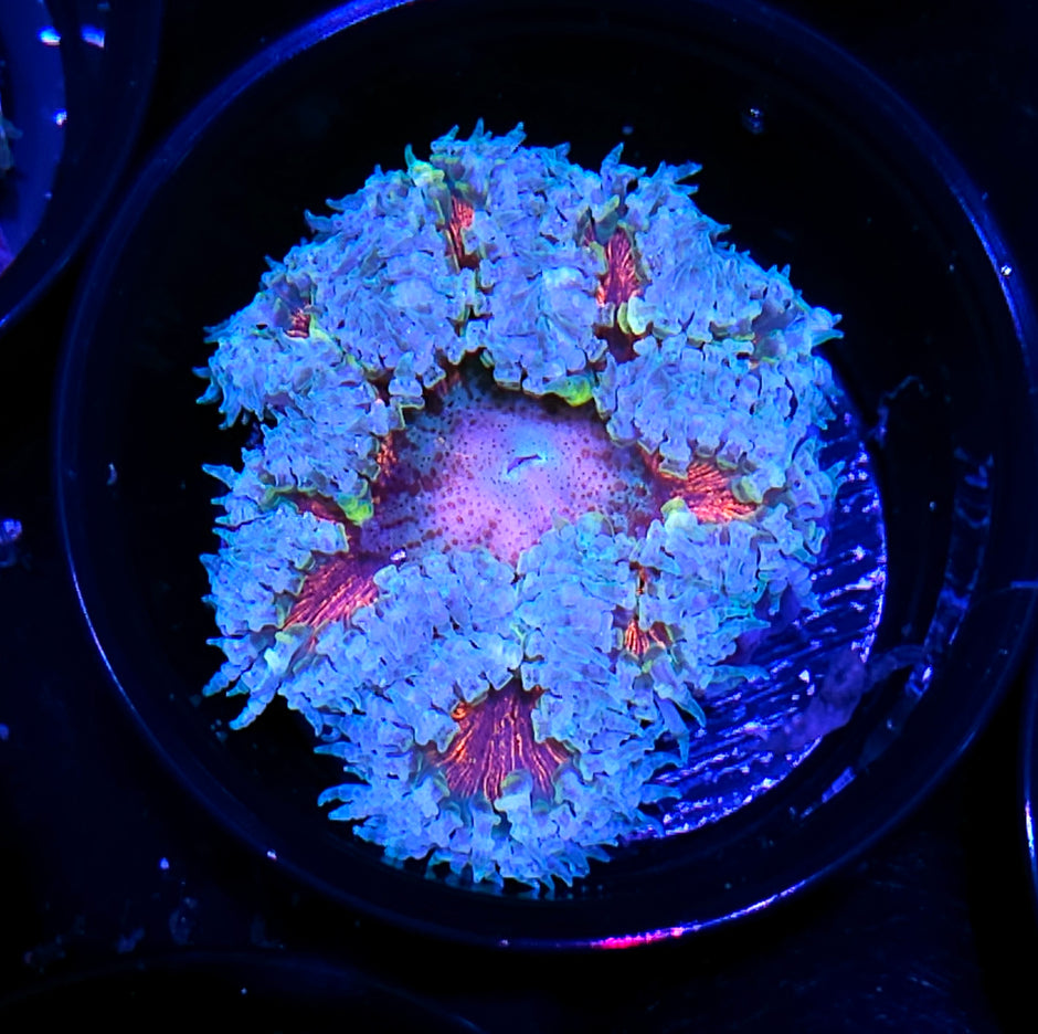 Hand Picked Special Flower Anemone