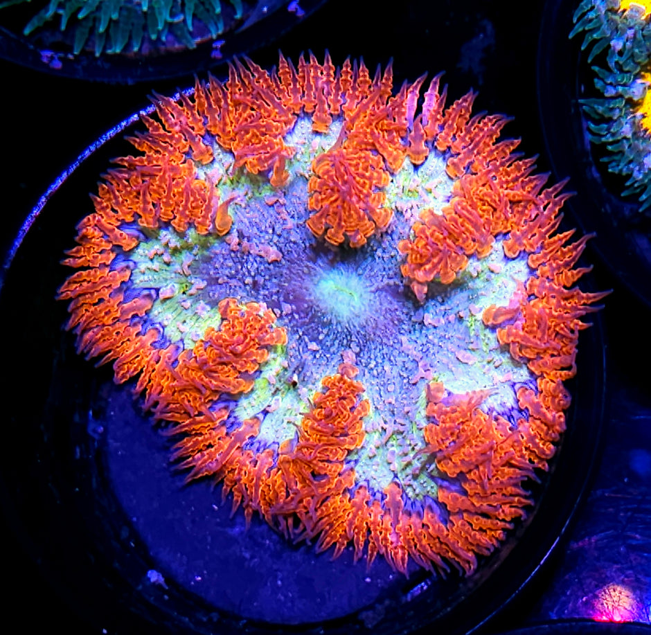 Hand Picked Special Flower Anemone