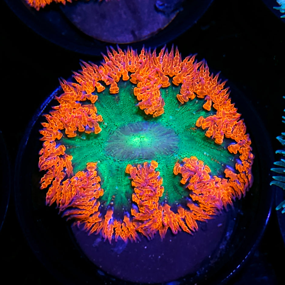 Hand Picked Special Flower Anemone