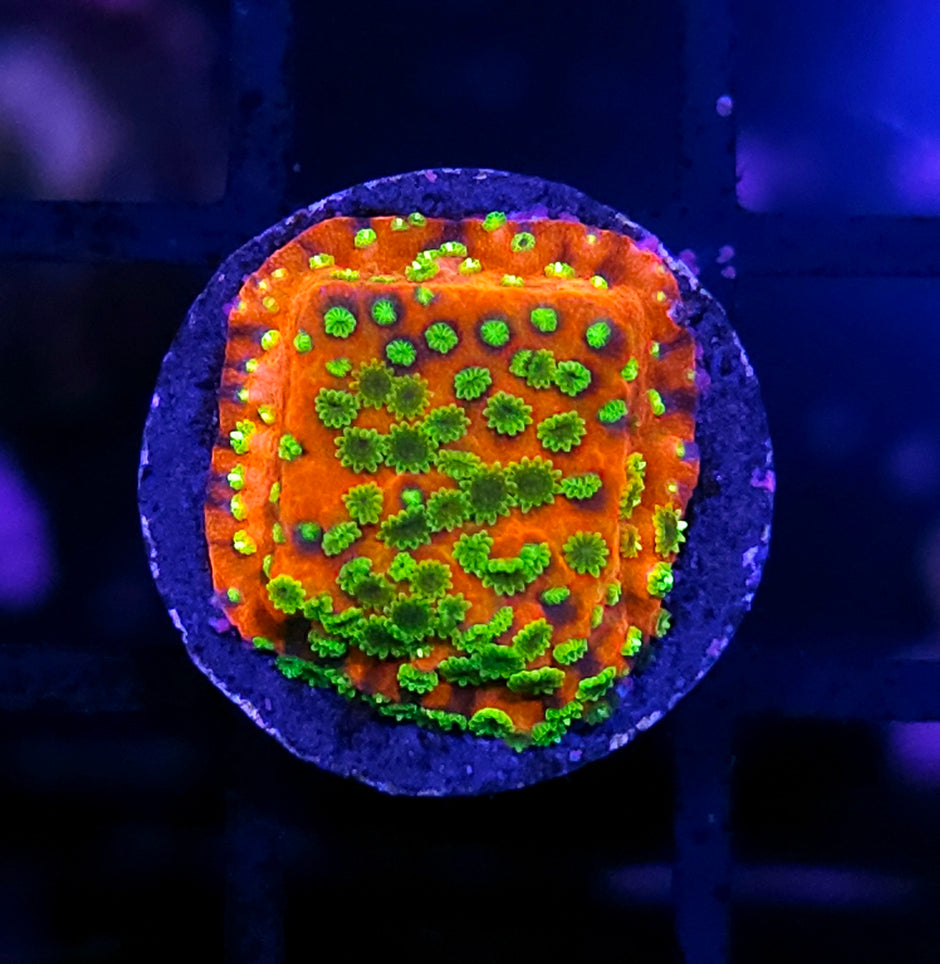 Sunset Montipora
