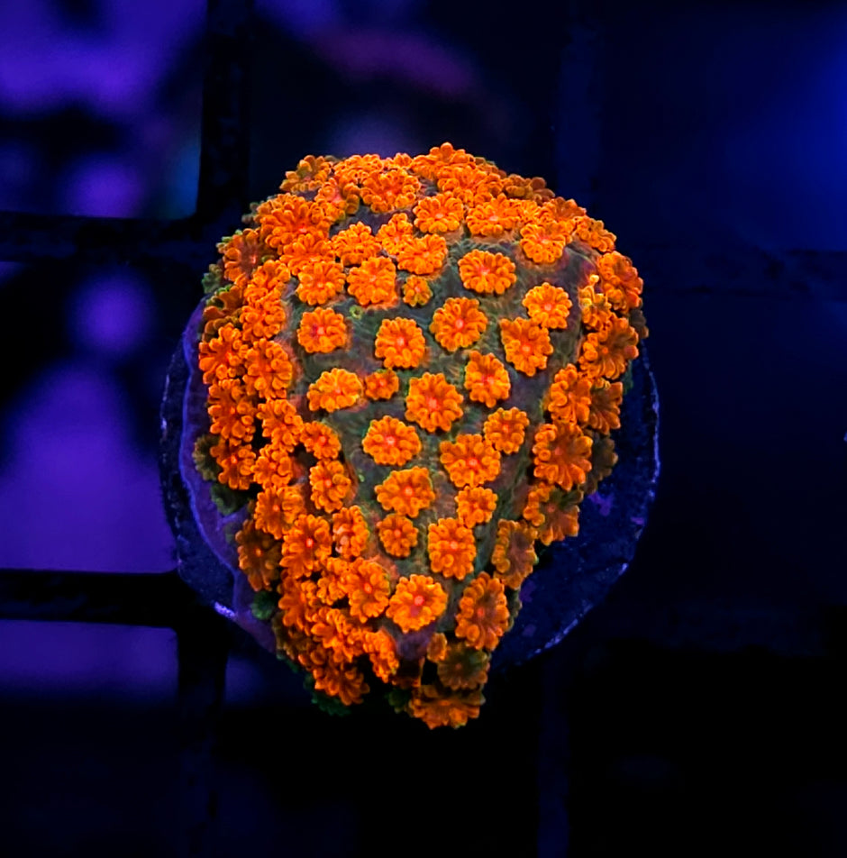 HF Flaming Lotus Bernardpora