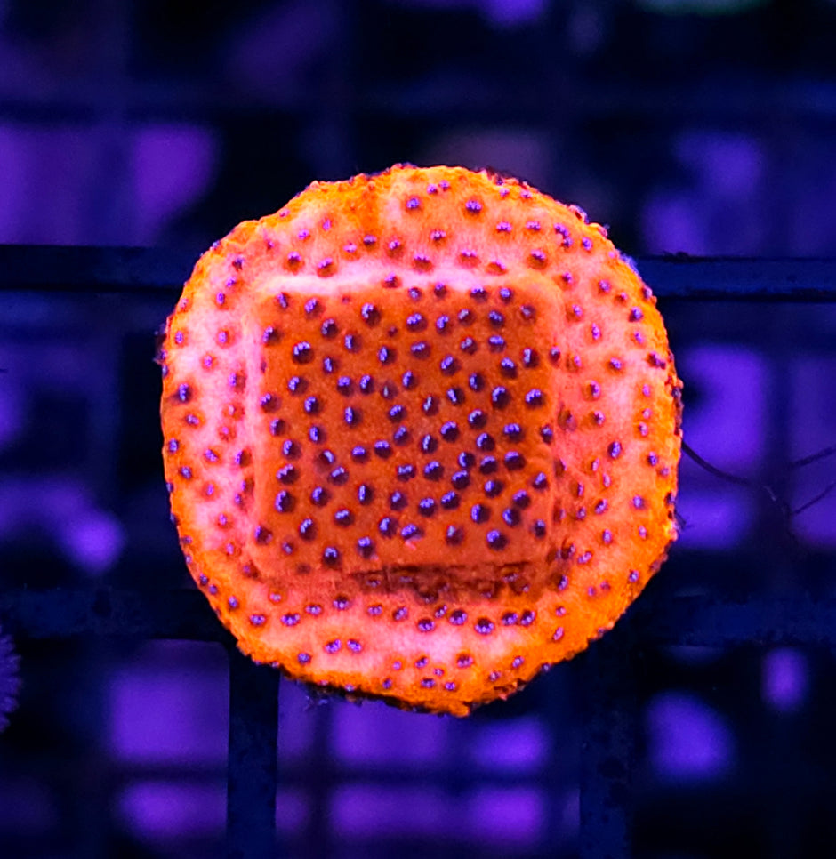 Mystic Sunset Montipora