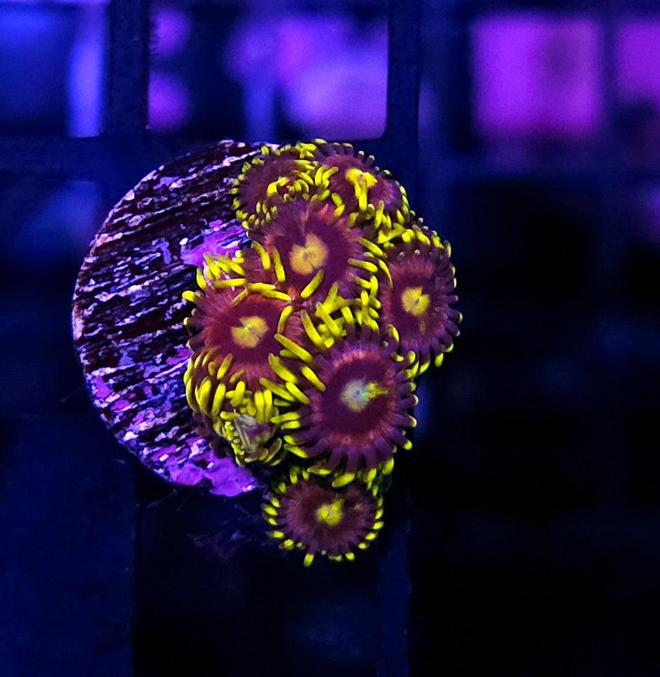 HF Mister Sinister Zoas