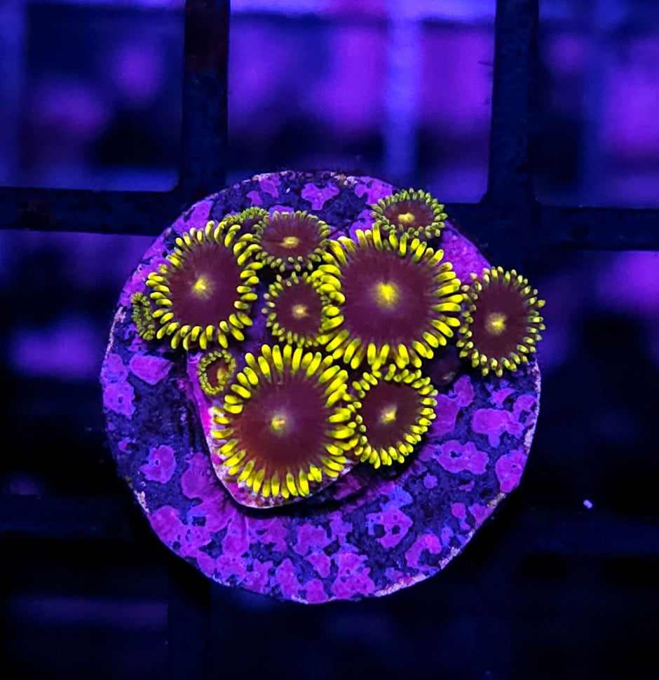 Purple Kush Zoas