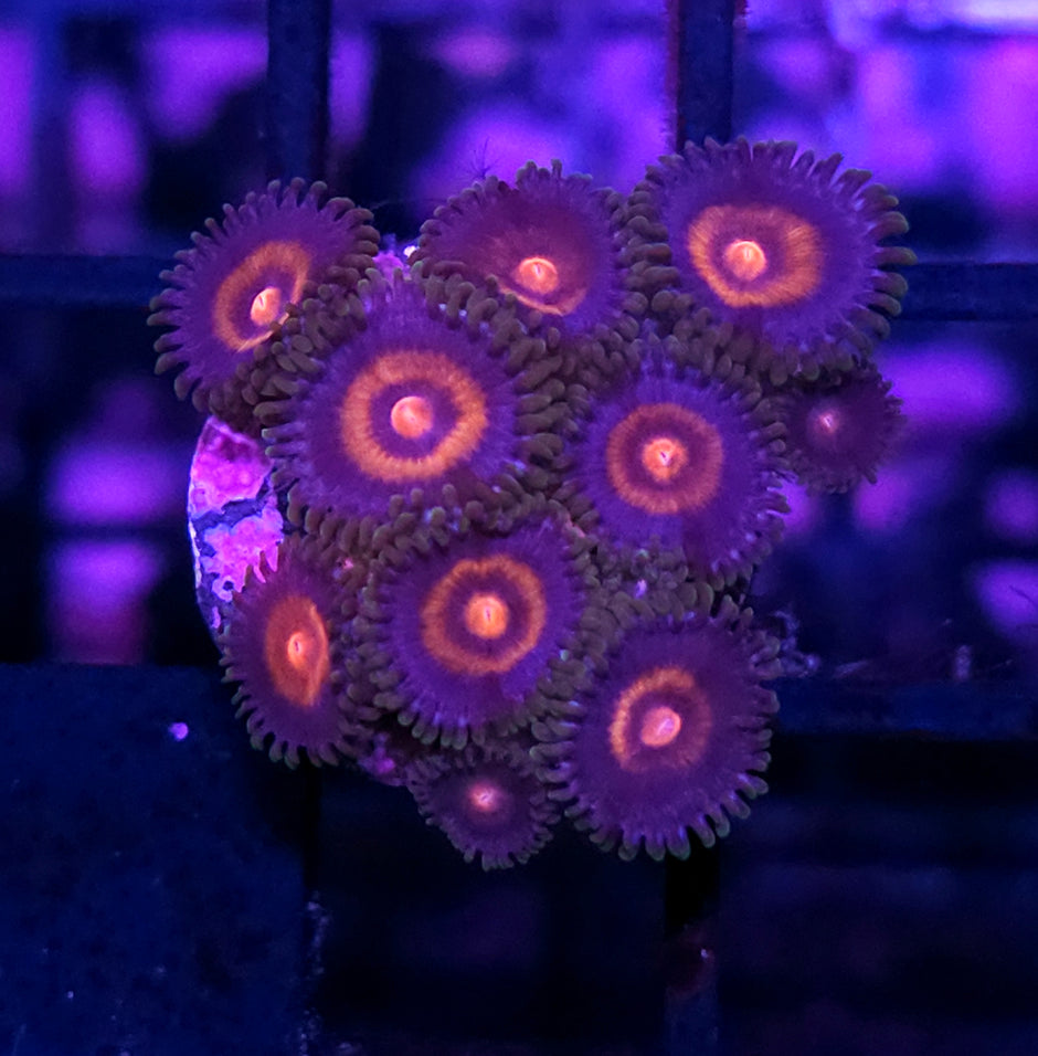 HF Plasma Cutter Zoas