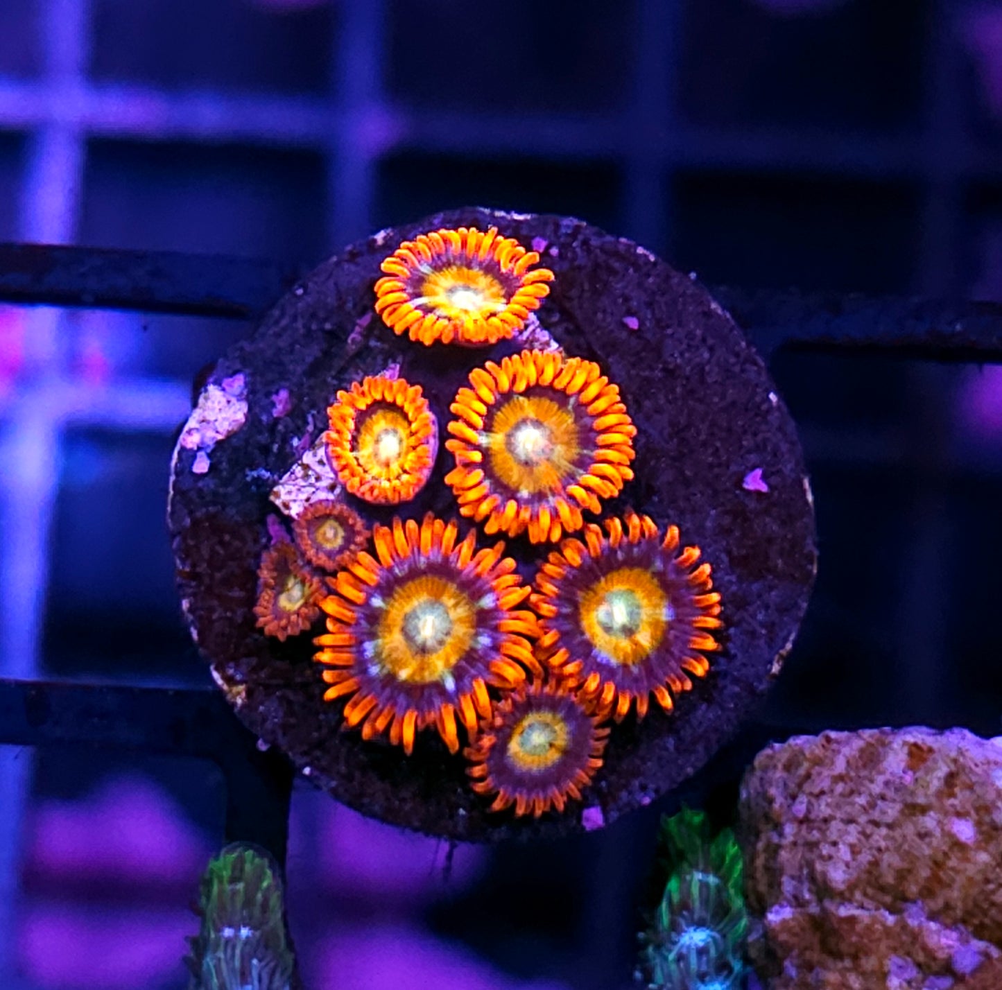 HF Shatterfield Zoas