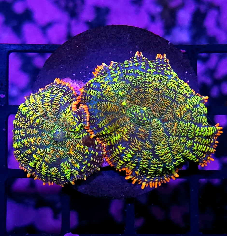 HF Soul Snatcher Mushrooms