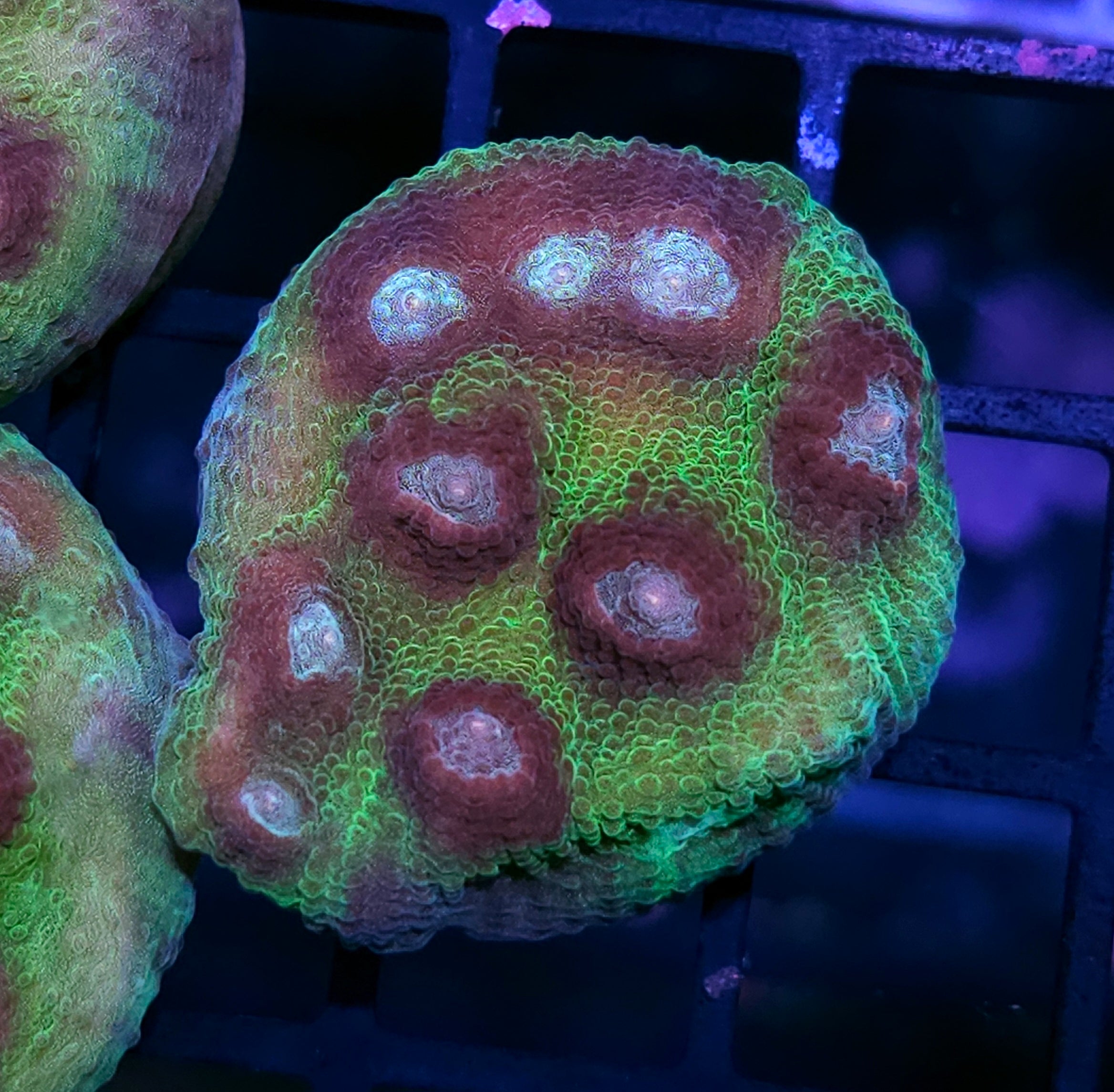 All Coral – Hellfire Frags