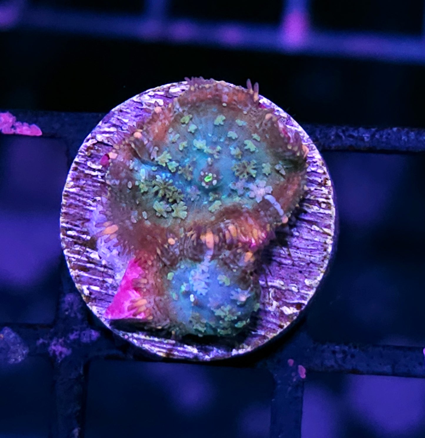 Baby Frankenstein Bounce Mushrooms