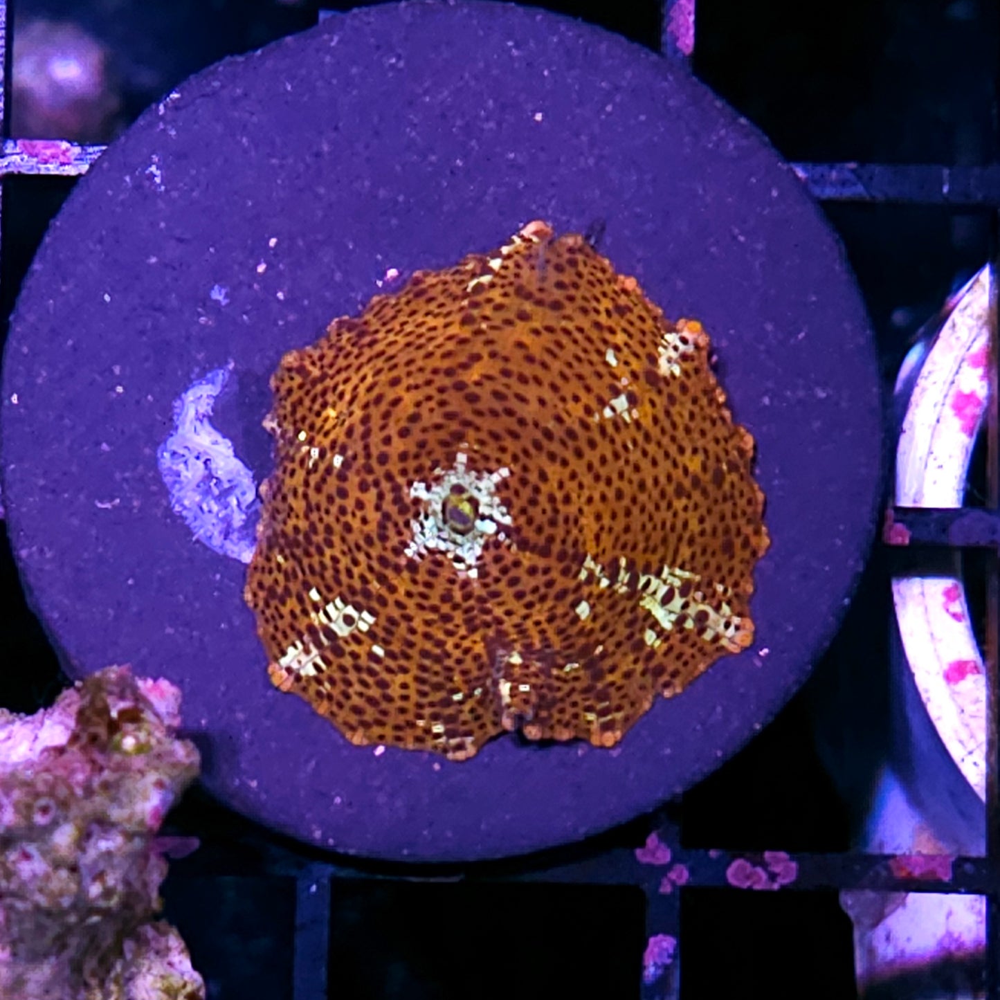 HF Leopard Mushroom