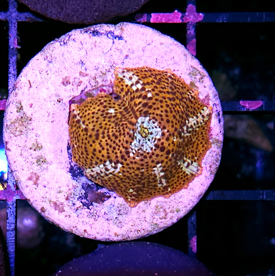 Lucky Leopard Mushroom