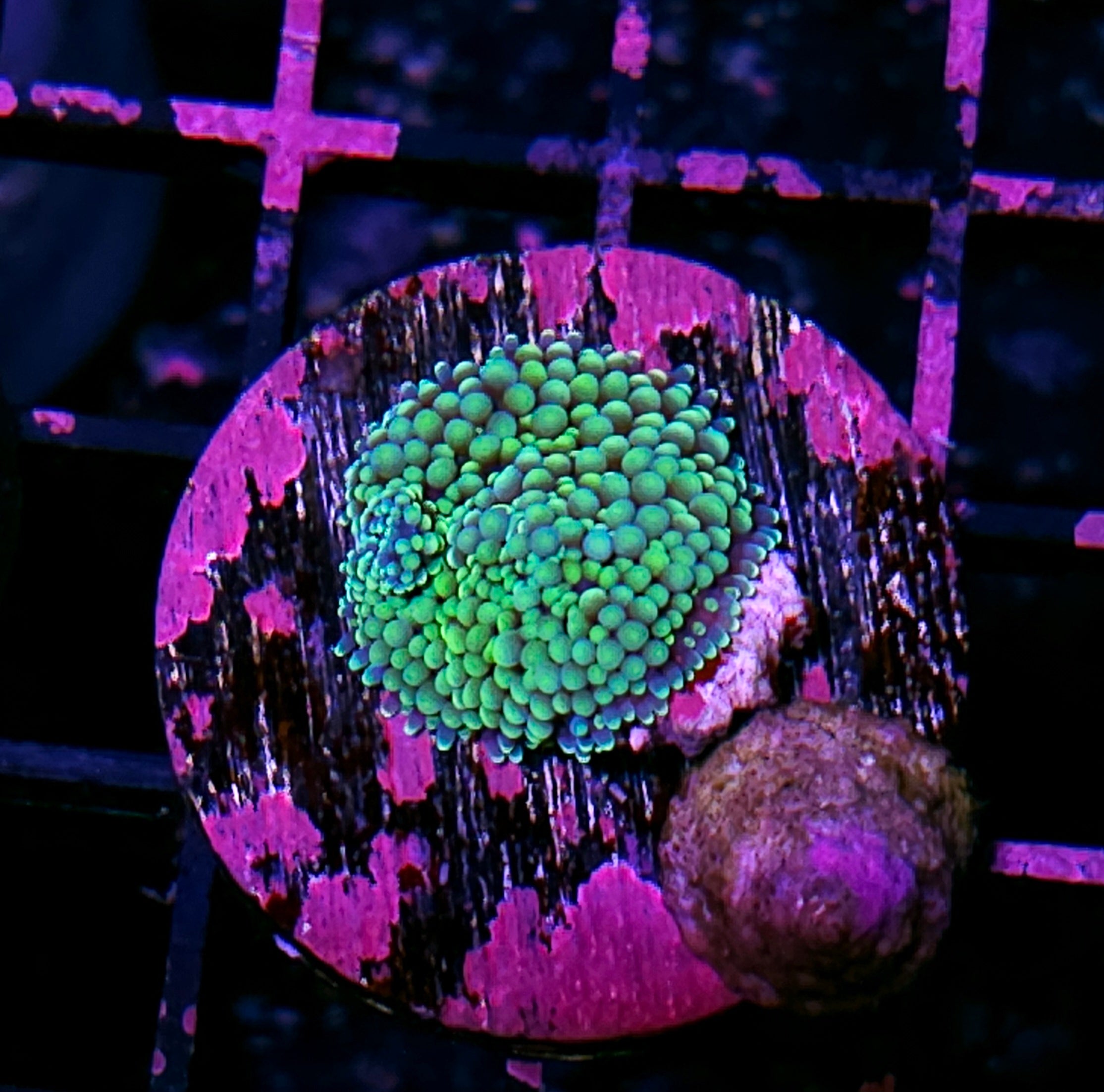 Coral様　3点おまとめ Zoa's & Soft Coral – Hellfire Frags