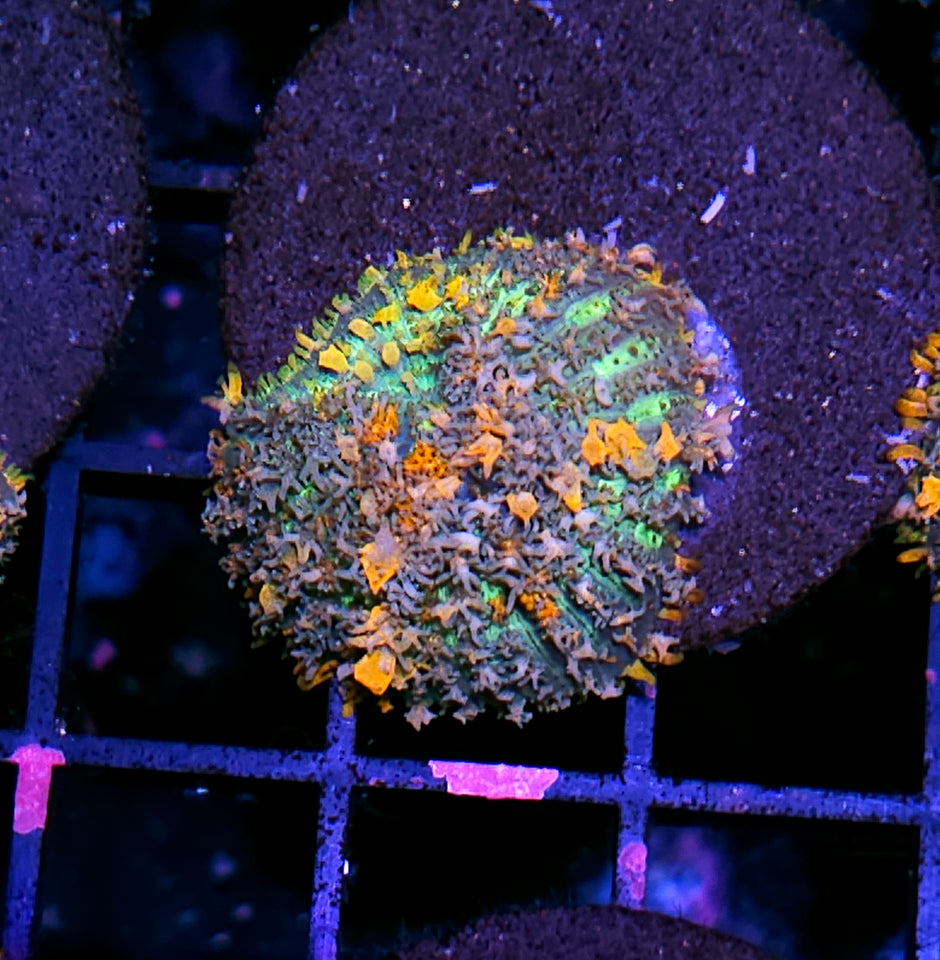 WWC Lineaged Bounce Mushroom