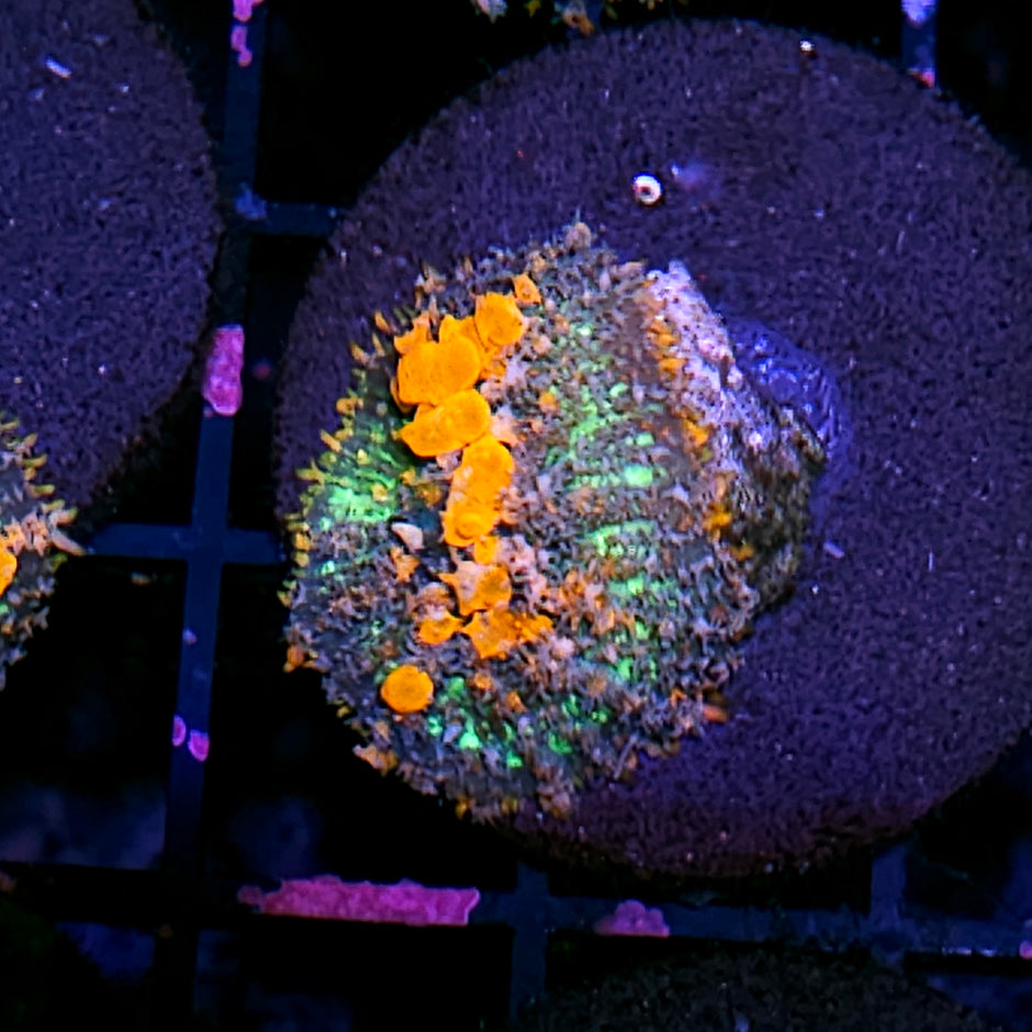 WWC Lineaged Bounce Mushroom