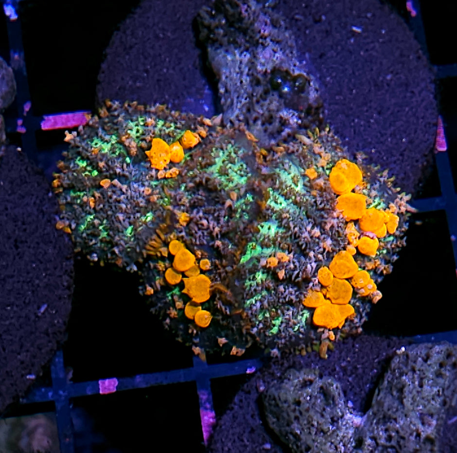 3 WWC Lineaged Bounce Mushrooms