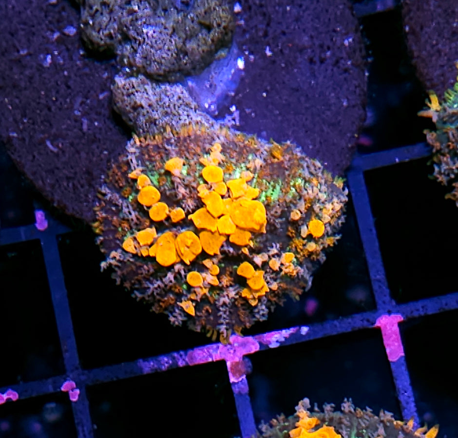 WWC Lineaged Bounce Mushroom