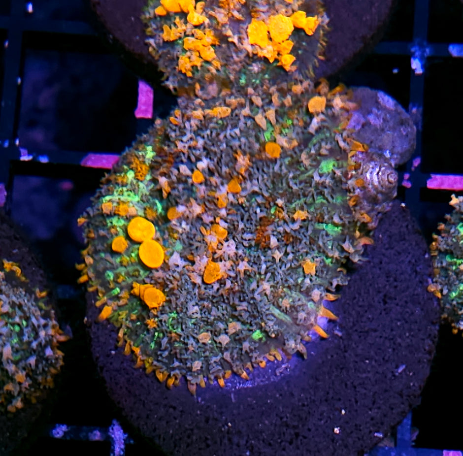 WWC Lineaged Bounce Mushroom