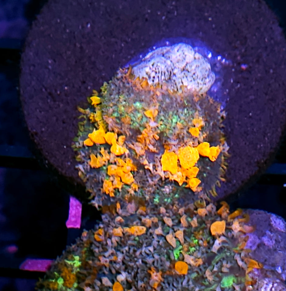 WWC Lineaged Bounce Mushroom