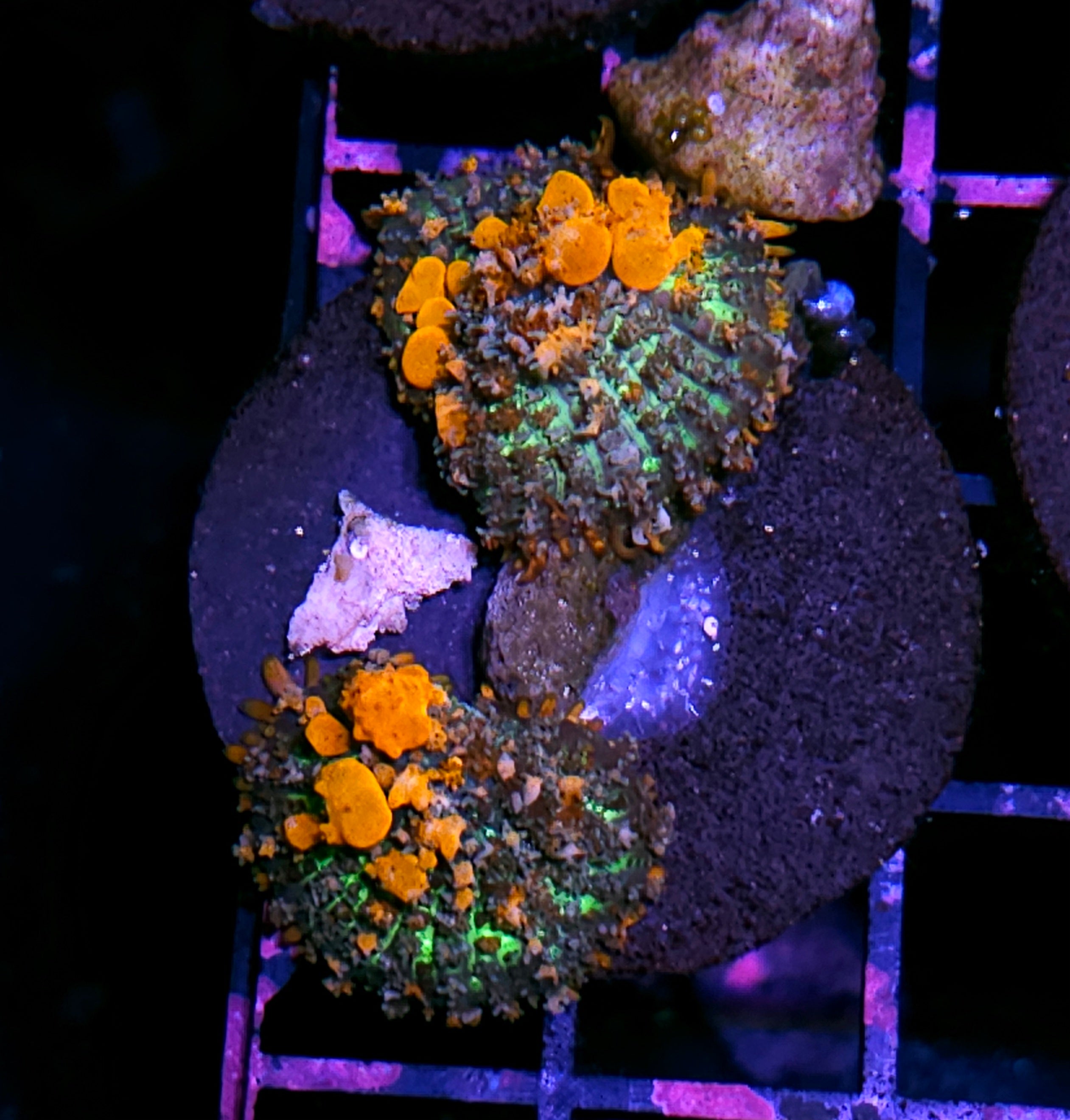 Zoa's & Soft Coral – Hellfire Frags