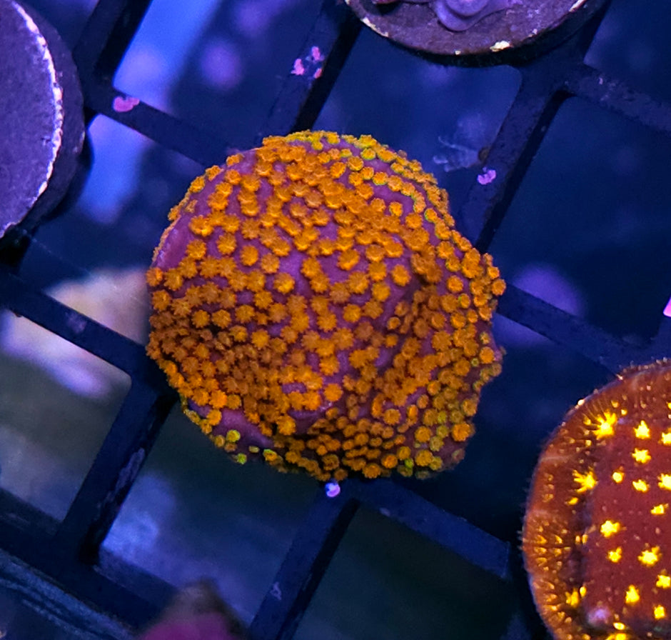Red Rainbow Montipora