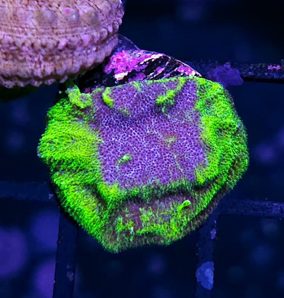 HF Stargate Leptosersis