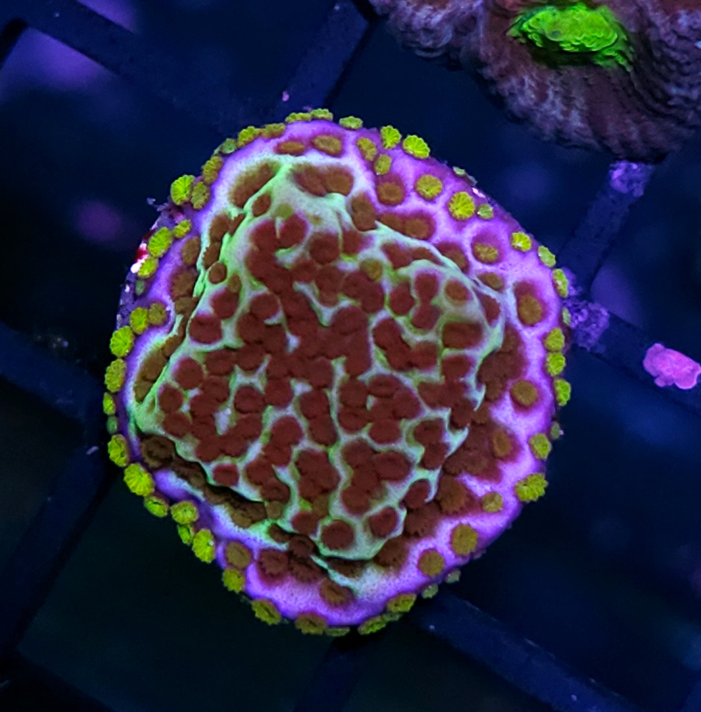SPS Coral – Hellfire Frags