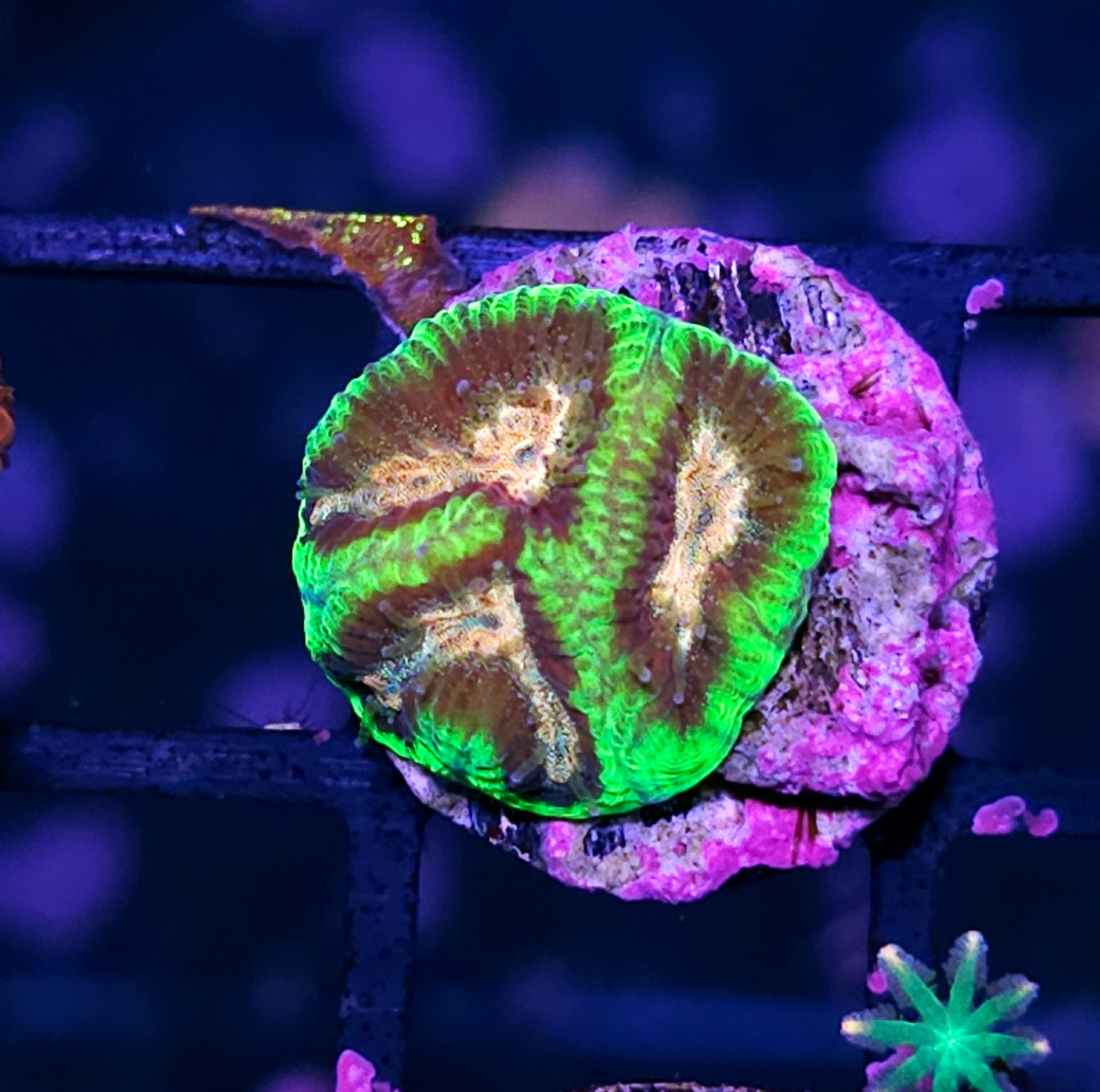 All Coral – Hellfire Frags