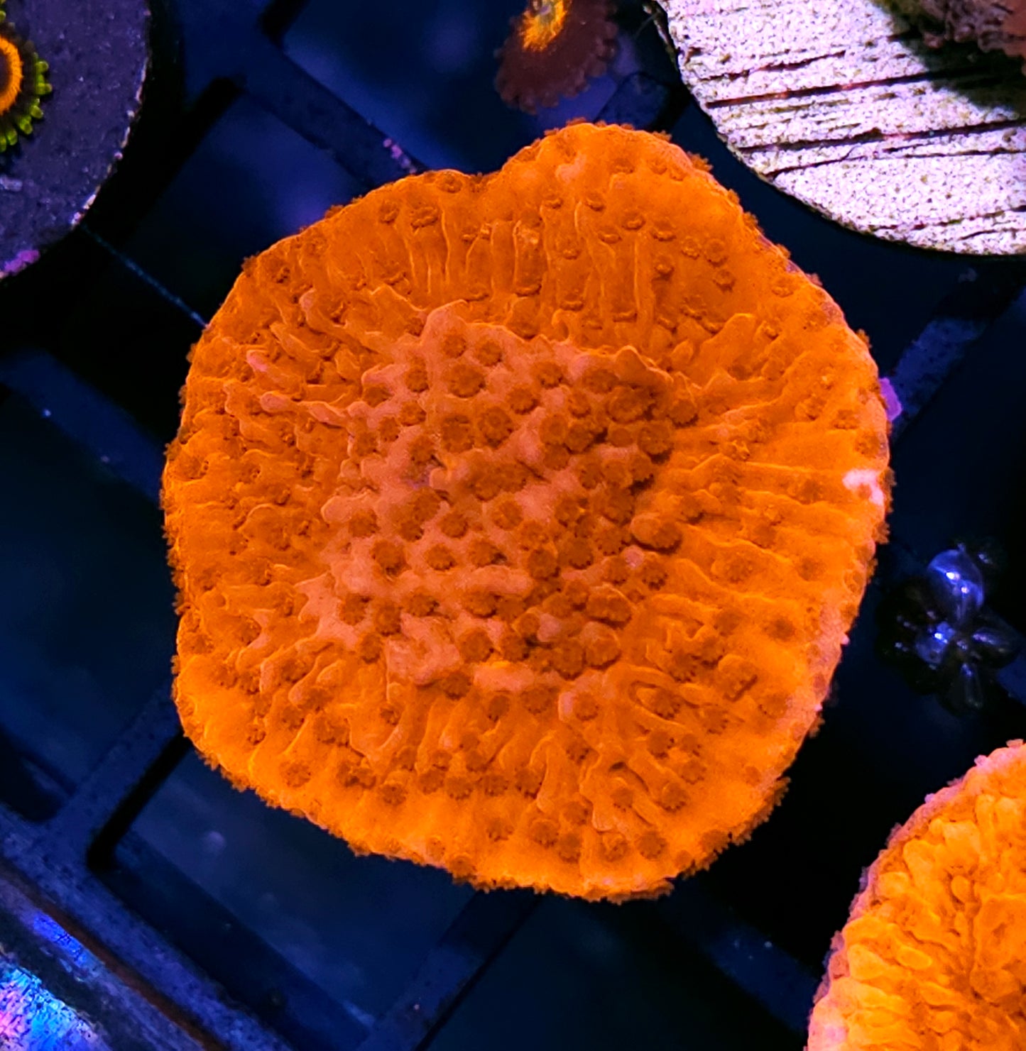 Burning Love Montipora