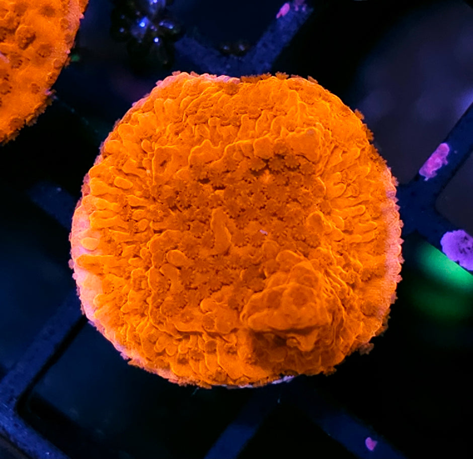 Burning Love Montipora