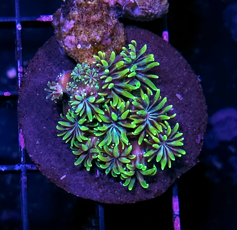 Ganja Star Galaxia