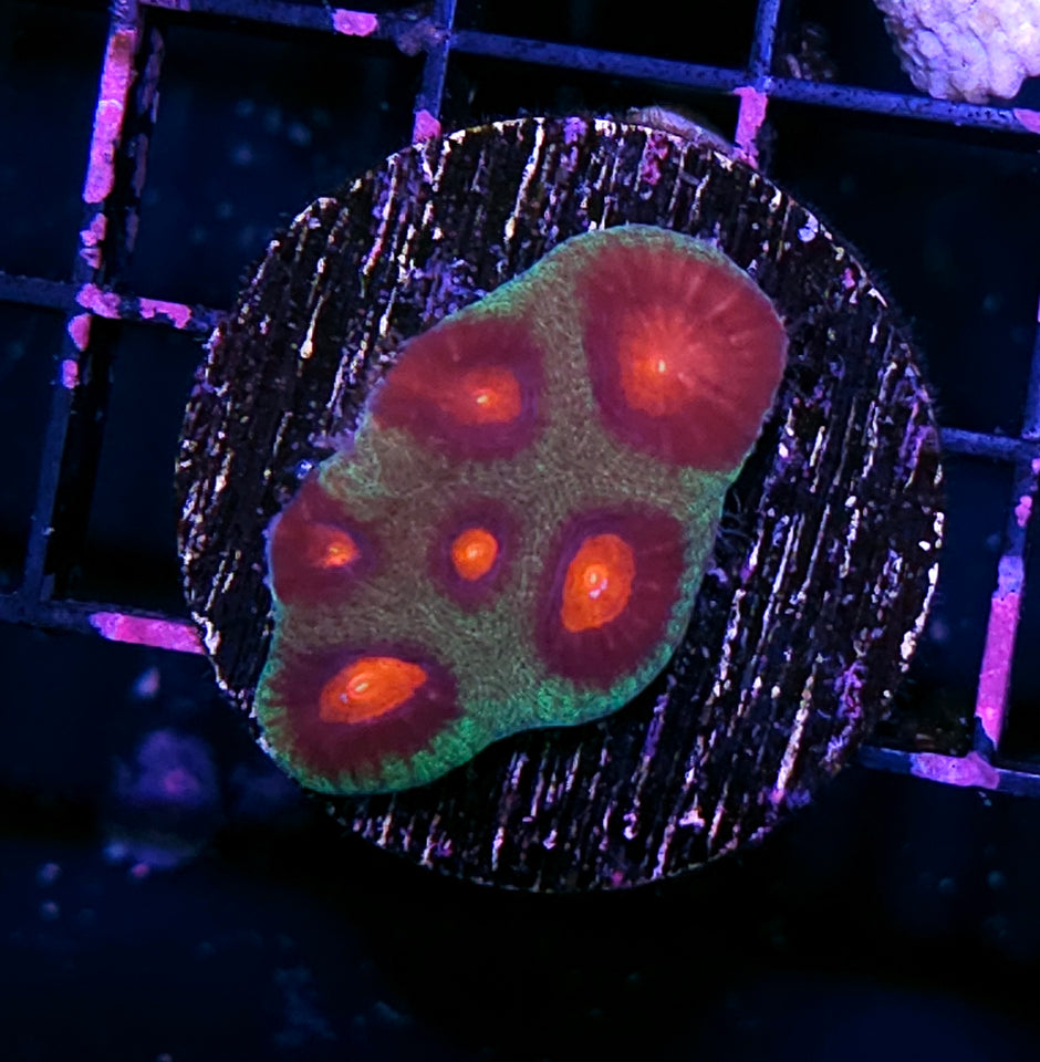 Gremlins Favia