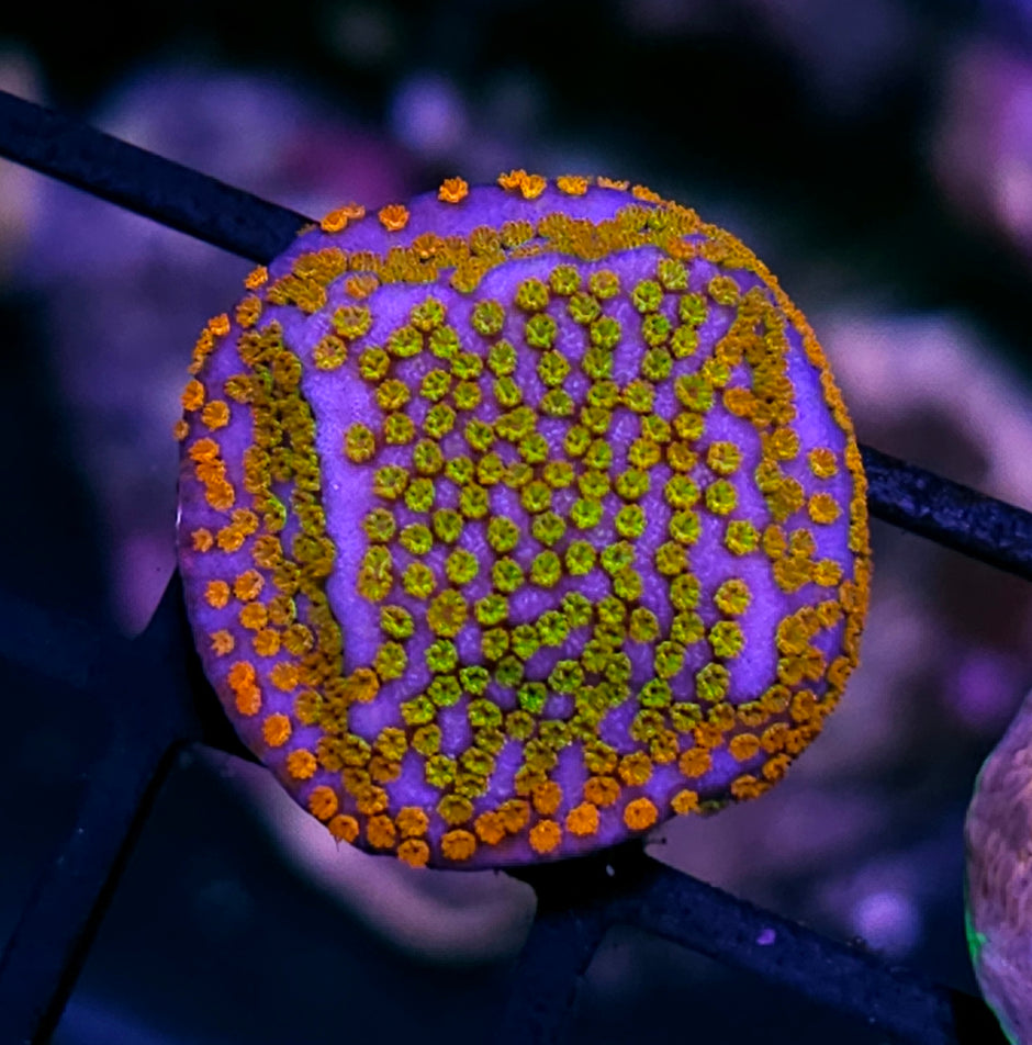 Rainbow Montipora