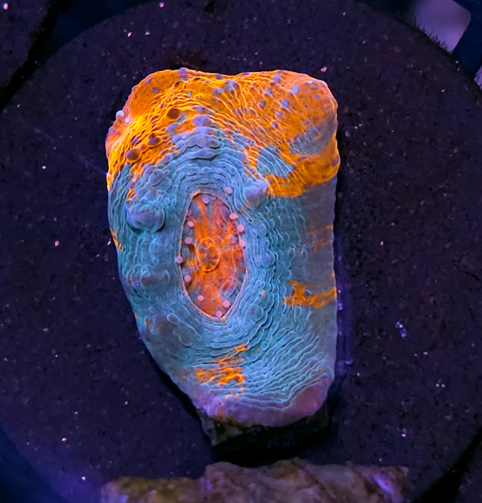 HF Tidal Wave Chalice