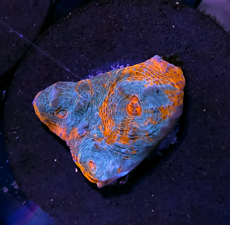 HF Tidal Wave Chalice