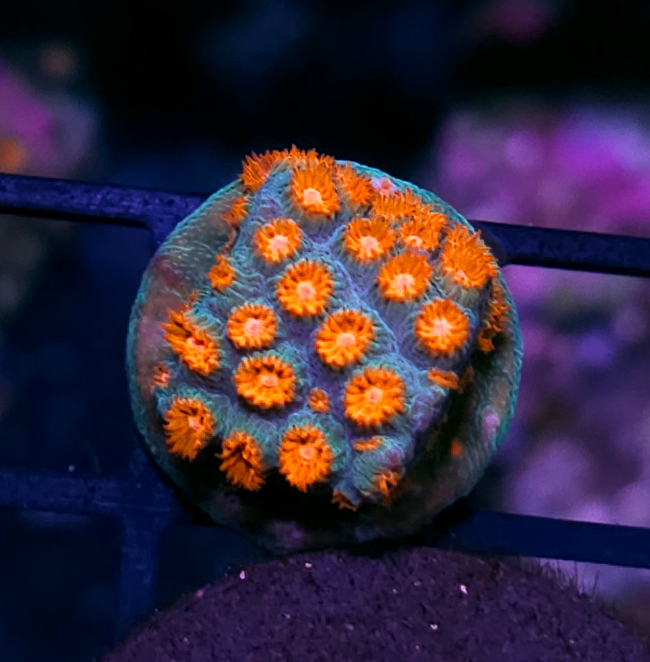 Meteor Shower Cyphastrea